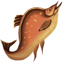 Cooked Monkfish Filet