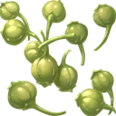 Cabbage Seed