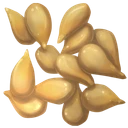 Carrot Seed