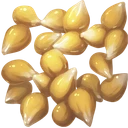 Corn Seed