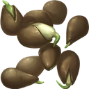 Cucumber Seed