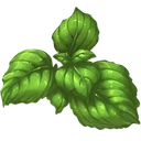 Basil