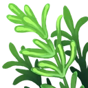 Thyme
