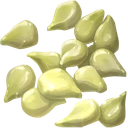 Onion Seed