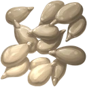 Sunflower Seed
