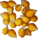 Wheat Seed