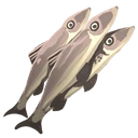 Raw Anchovies