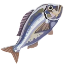 Raw Bream