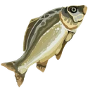 Raw Cod