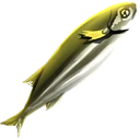 Raw Mackerel