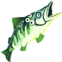 Raw Pike