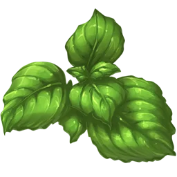 Basil