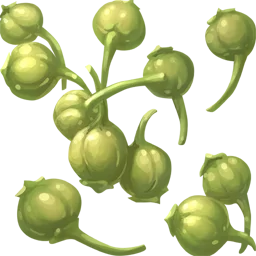 Cabbage Seed