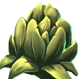 Cabbage