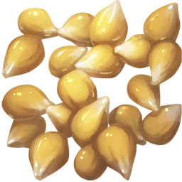 Corn Seed