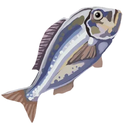 Raw Bream