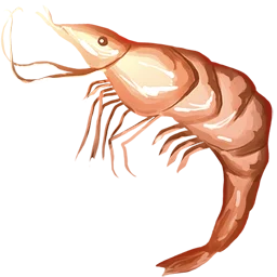 Raw Shrimp