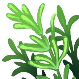 Thyme